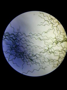 spirulina al microscopio