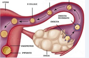 ovaio-donna-menopausa