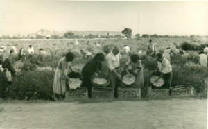 Le gelsominaie durante la raccolta del profumato fiore