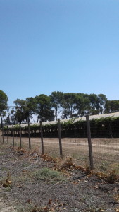 tenuta-montedoro