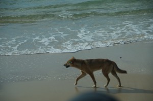 DSC_0435_FraserISL_dingo sulla spiaggia