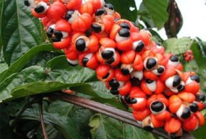 guarana