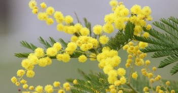 Per l’8 marzo, Mimose. E più conciliazione Mimosa
