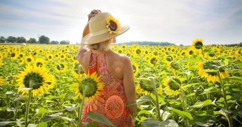 sunflowers