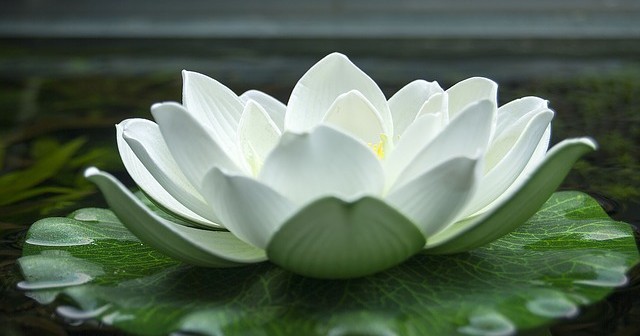 fiore di loto