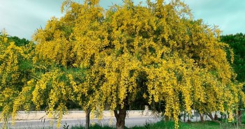 albero mimose