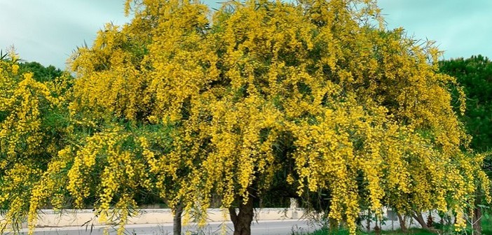albero mimose