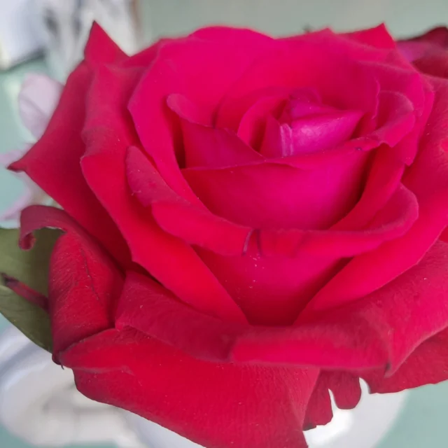 Rose di maggio